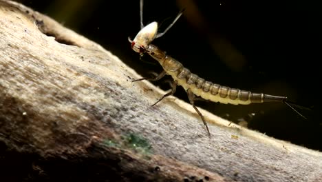 Aquatic-Beetle-Larva-Feeding-on-a-Backswimmer