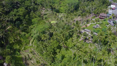 cámara curva para filmar con drone atracción turística tegalalang terraza de arroz en la ciudad de ubud