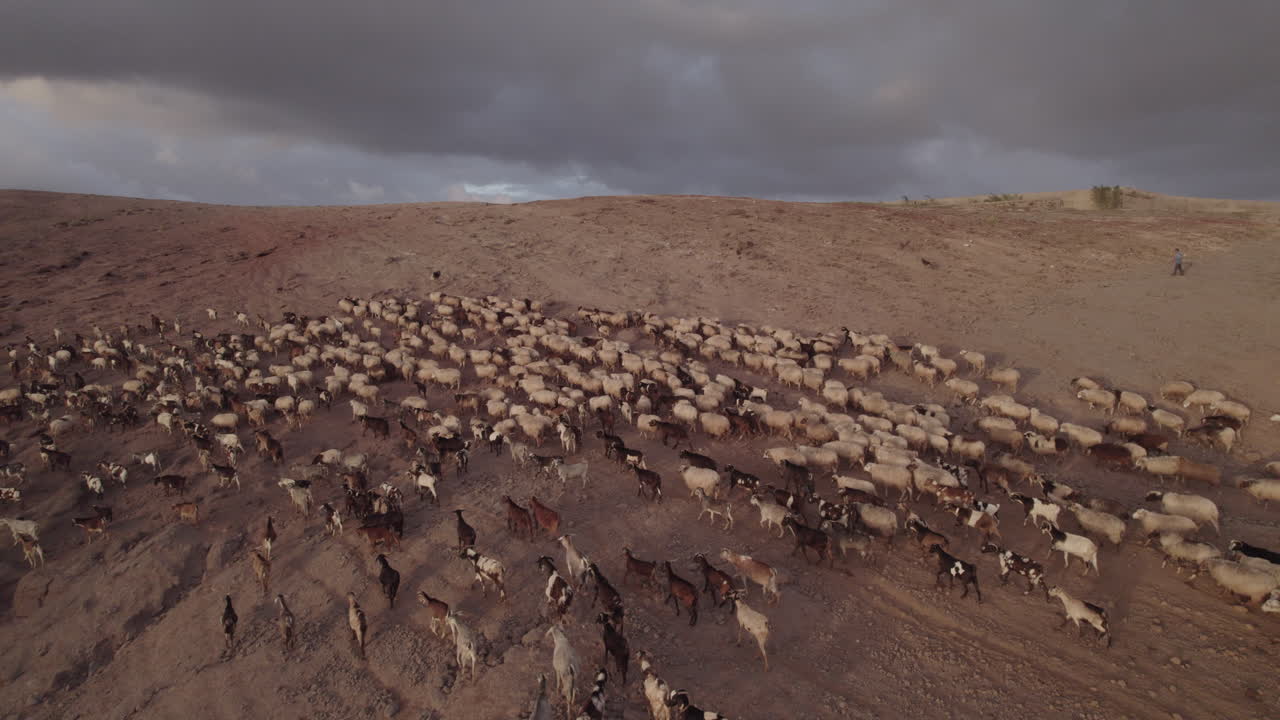 bonita toma aérea de un rebaño de ovejas y cabras subiendo la montaña y con el pastor guiando al ganado