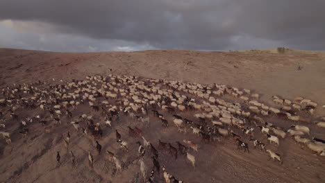 nice aerial shot of a flock of sheep and goats going up the mountain and with the shepherd leading the cattle