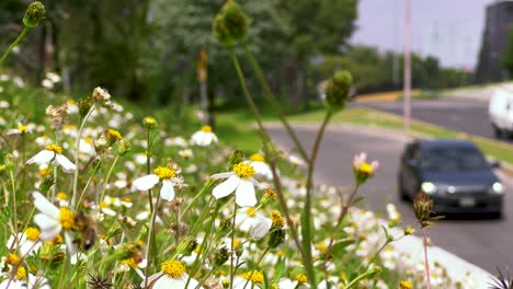 Nahaufnahme-Von-Wildblumen-Mit-Allee-Und-Unscharfen-Autos-Im-Hintergrund