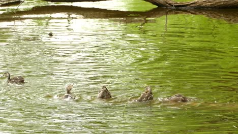 a group of ducks washing their bodies in a small pond before swimming away