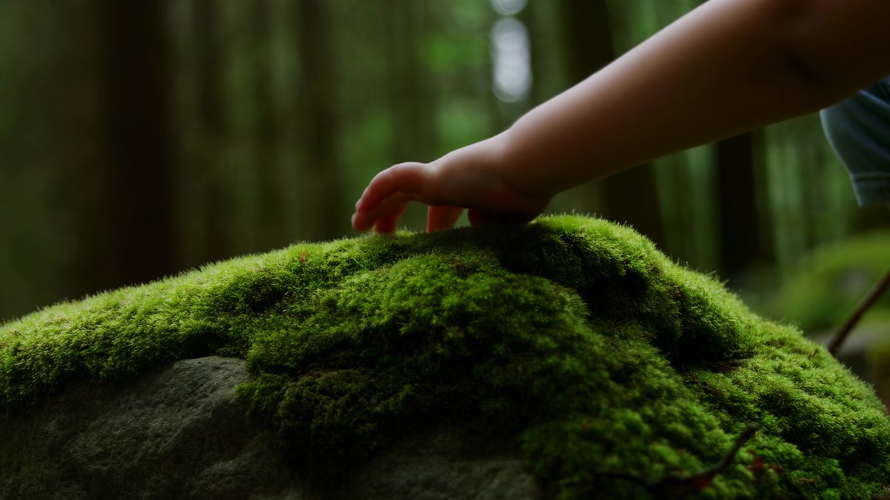 静かな森の中、岩の上の豊かな緑の苔に触れる子供の手、小さな手が感じ取るクローズアップ。