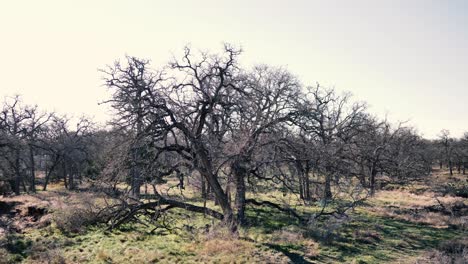 Unheimlich-Trockenen-Wald-Und-Verdorrte-Bäume