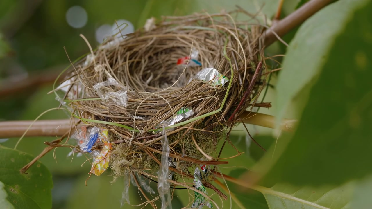 Plastik Atıklarla Karışmış Kuş Yuvası, Renkli Ambalajlar ve Folyo ile Kaplanmış Örülmüş Ot ve Dallar Üzerinde Yakın Çekim
