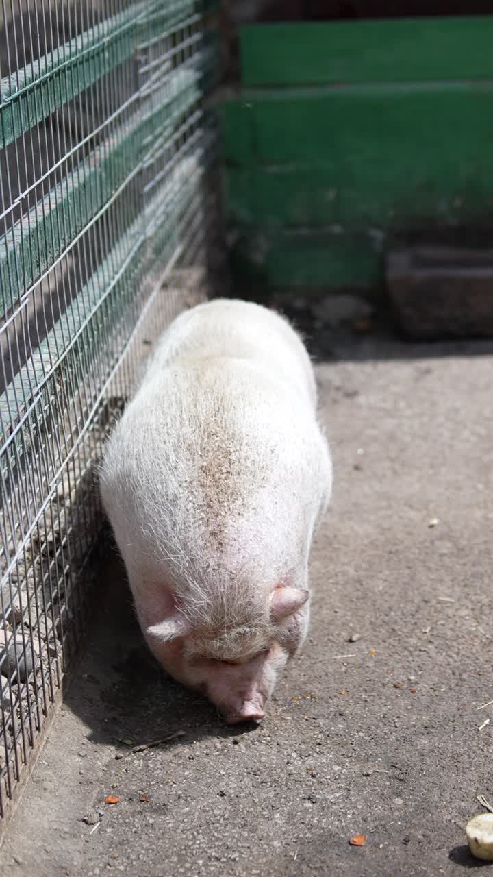 케이지 에 있는  돼지