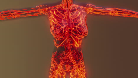 Human-Circulatory-System-Medical-scan