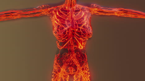 exploración médica del sistema circulatorio humano