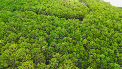 Vuela-Sobre-Una-Impresionante-Vista-Aérea-De-Un-Vasto-Bosque-De-Pinos-Kesiya