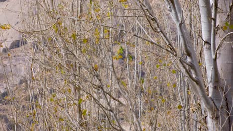 Close-up-of-Autumn-leaves-fluttering-in-wind-breeze-on-upright-tree-branches-in-remote,-wilderness-forest