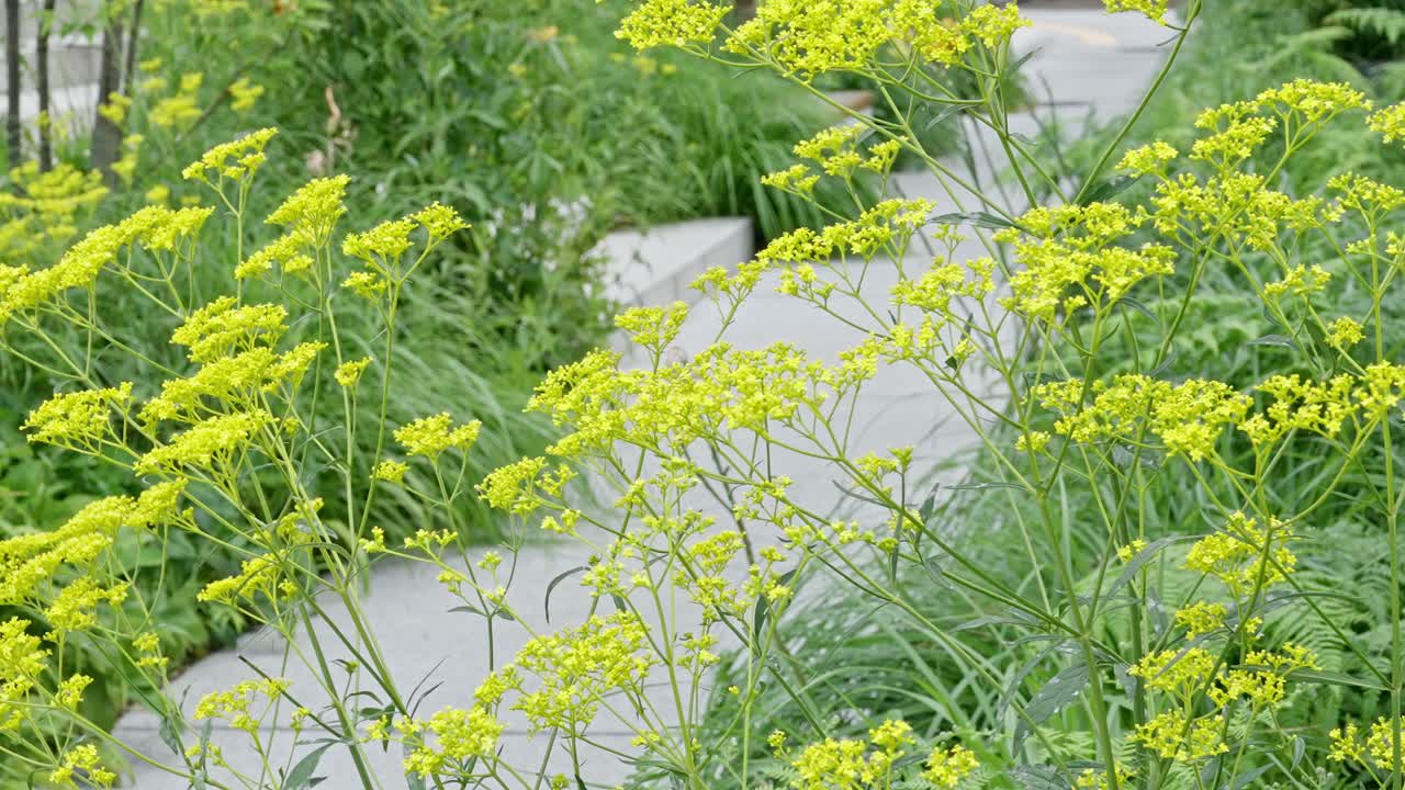 Vibrant yellow flowers sway in a peaceful garden with a stone path. Perfect for nature and tranquility projects