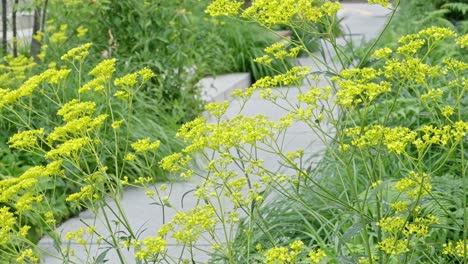 vibrant yellow flowers sway in a peaceful garden with a stone path. perfect for nature and tranquility projects