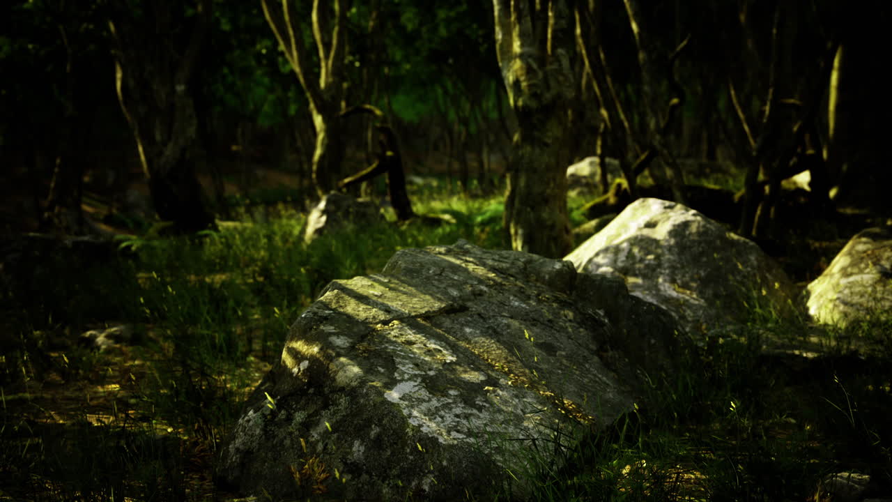 rocas cubiertas de musgo en un bosque sombreado durante las últimas horas de la tarde