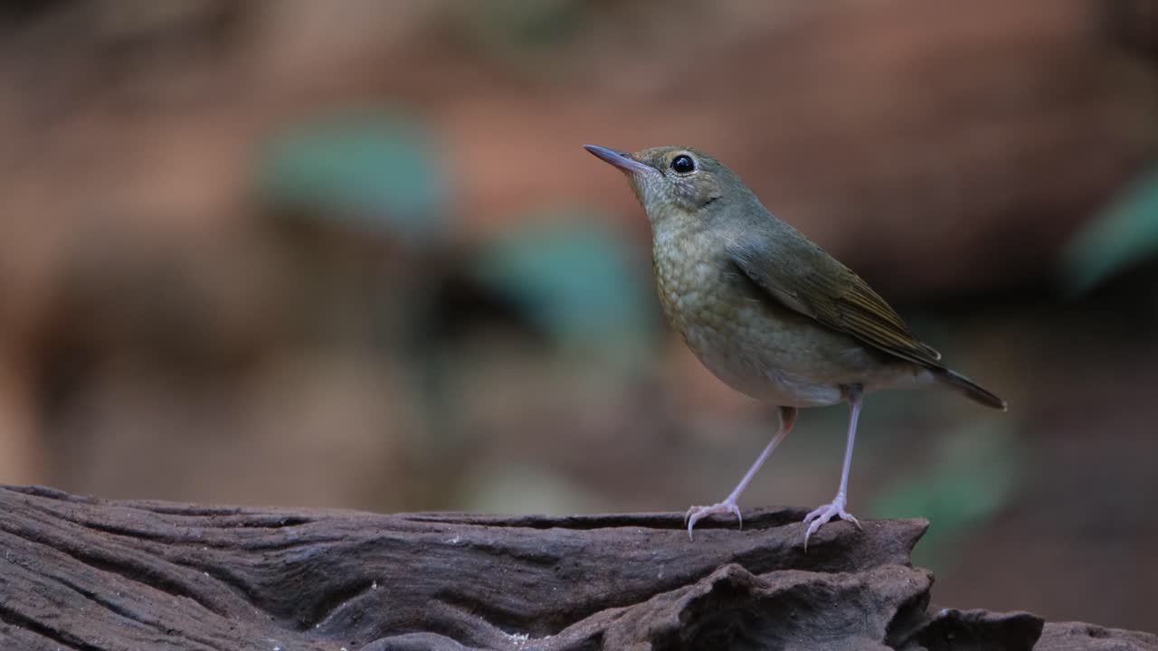 de pie en un tronco en el lado derecho luego se mueve a la izquierda rápidamente frente a la cámara, robin azul siberiano larvivora ciane hembra, tailandia