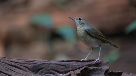 standing on a log on the right side then moves to the left quickly facing the camera, siberian blue robin larvivora cyane female, thailand