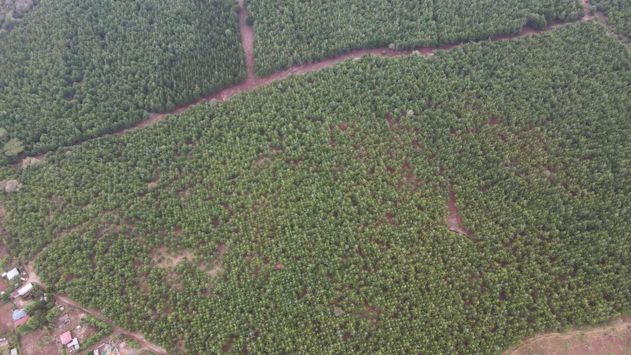Top down view of forest, woodland aerial shot. Drone fly over forest cover trees and yellow treetops.Drone flying over a small village in kenya. Flight over woods, Climate change Paris Agreement 2021