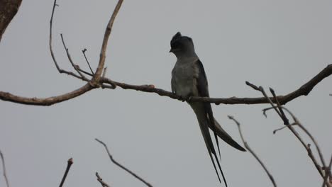 Schnurrbärtiger-Baumwifter-Vogel-Im-Baum