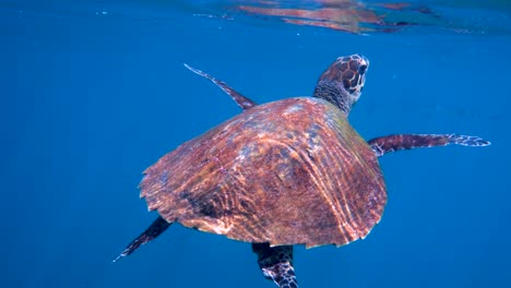 la tortuga de mar hawksbill nadando en el océano azul, asciende a la superficie para respirar. video submarino de la vida silvestre la tortuga marina se levanta para respirar el aire. vida silvestre del océano profundo.