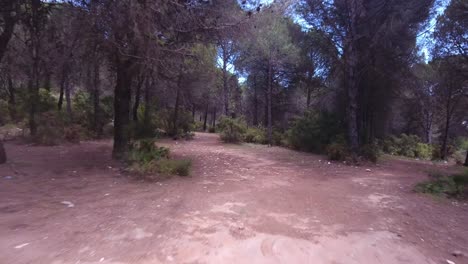 volando bajo a través del bosque con árboles, imágenes de drones de 4k
