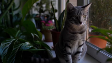 cat sitting by the window