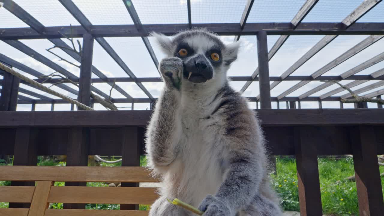 Funny ring-tailed lemur with an expressive face in a zoo enclosure