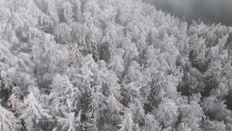 fpv shot over snowy green pines in bucegi forest, romania