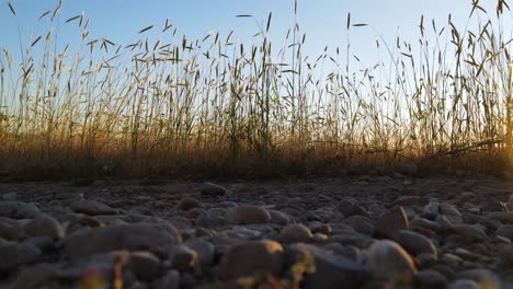 round smooth stone ground with tall spindly grass weeds in background on bright sunny day, static low angle