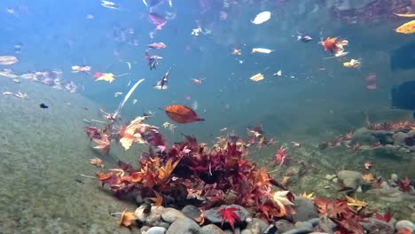Herbstlaub-Und-Ahornblätter-Wurden-Unter-Das-Wasser-Des-Felsigen-Flusses-Gefegt