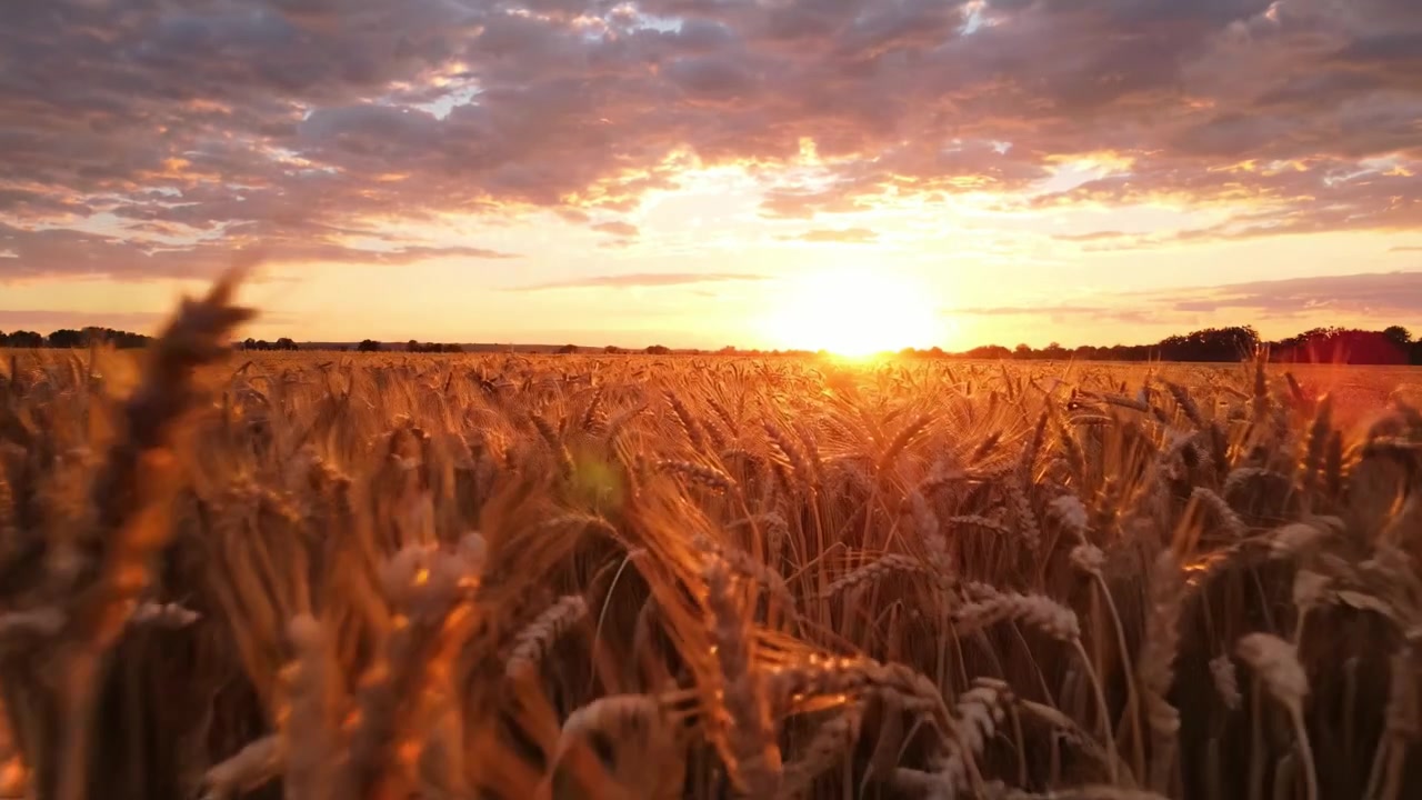 Campo de Trigo Dourado ao Pôr do Sol: Uma Paisagem Serena da Abundância e Beleza da Natureza na Calma Luz do Entardecer.