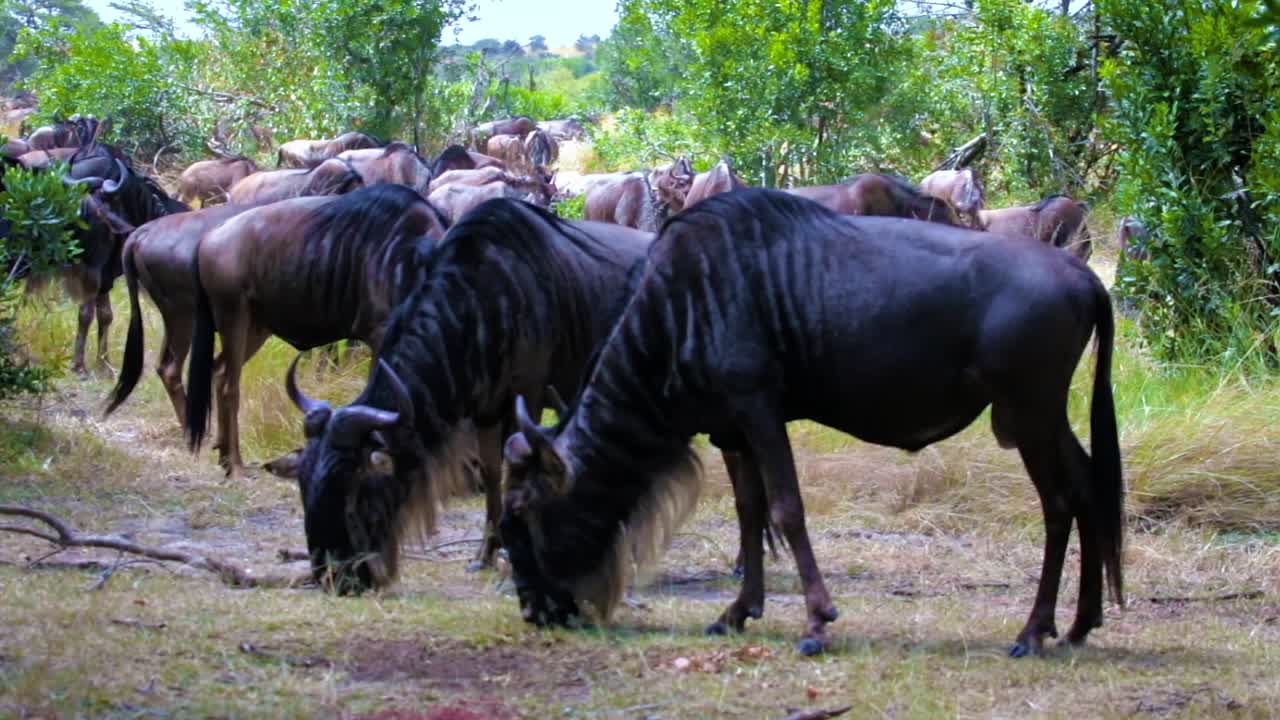 grazing herd of gnus in the wilderness