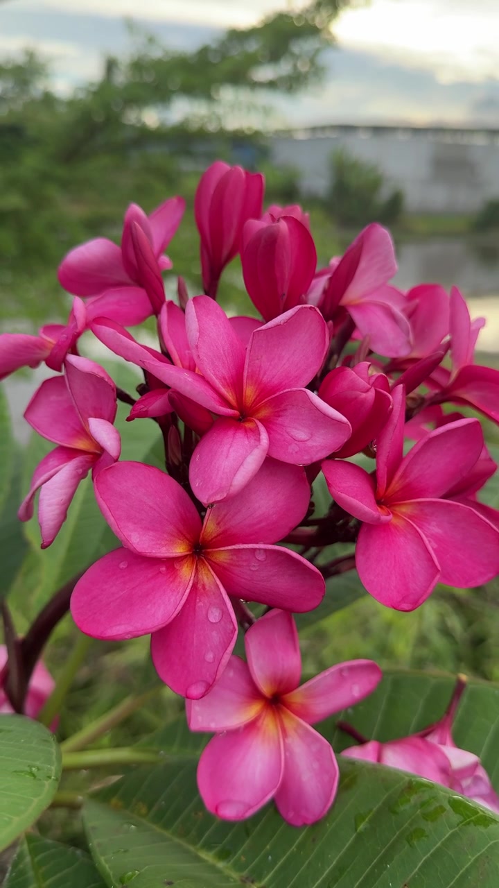 Fiori di plumeria rosa vivaci con goccioline d'acqua in un giardino