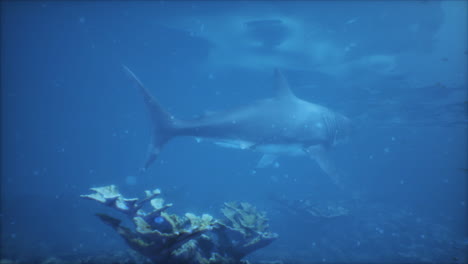 gran tiburón blanco nadando en el océano