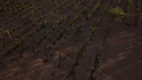 Vista-Desde-Un-Dron-Volando-Sobre-Un-Viñedo-Ascendiendo-Lentamente-E-Inclinándose-Hacia-Una-Vista-Cenital-Del-Rancho-Durante-La-Puesta-De-Sol-En-México