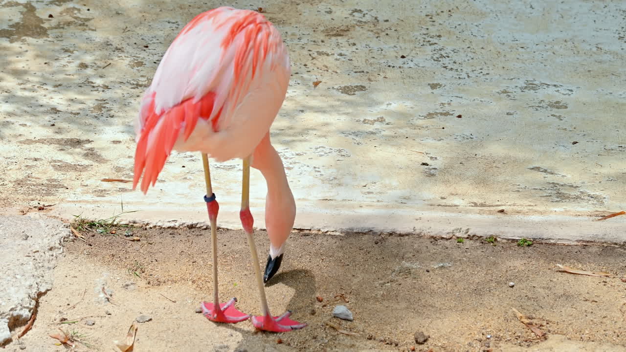 A flamingo searching for food in Terra Natura Zoo in Benidorm, Spain