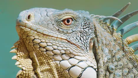 close up view of the face of green iguana in bonaire