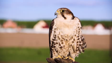 gorgeous saker falcon perched on falconers leather glove, shallow depth of field