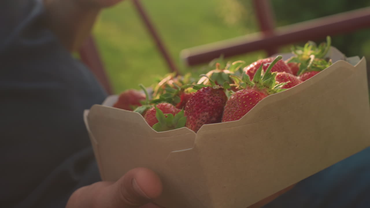close up of adult hand gently picking ripe strawberry from cardboard container on swing bench bathed in warm sunlight with soft lens flare highlighting fresh red fruit texture and green leafy crown