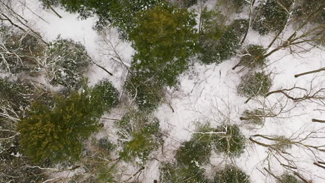 toma aérea de bosque verde y suelo nevado, movimiento hacia adelante