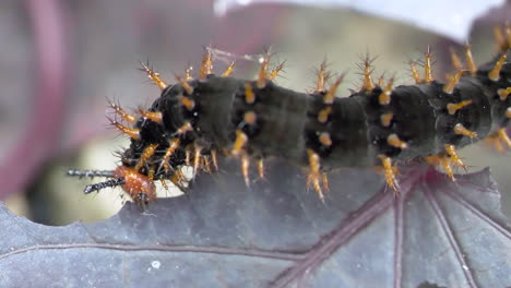 blackleg tortoiseshell or nymphalis polychloros caterpillar feeding leaf,prores