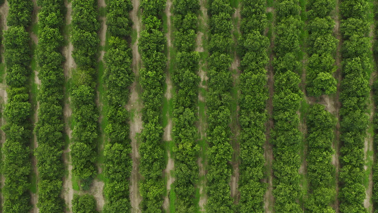 una vista aérea de un huerto de cítricos