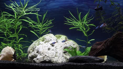 Hermoso-Acuario-De-Agua-Dulce-Con-Plantas-Verdes-Y-Muchos-Peces