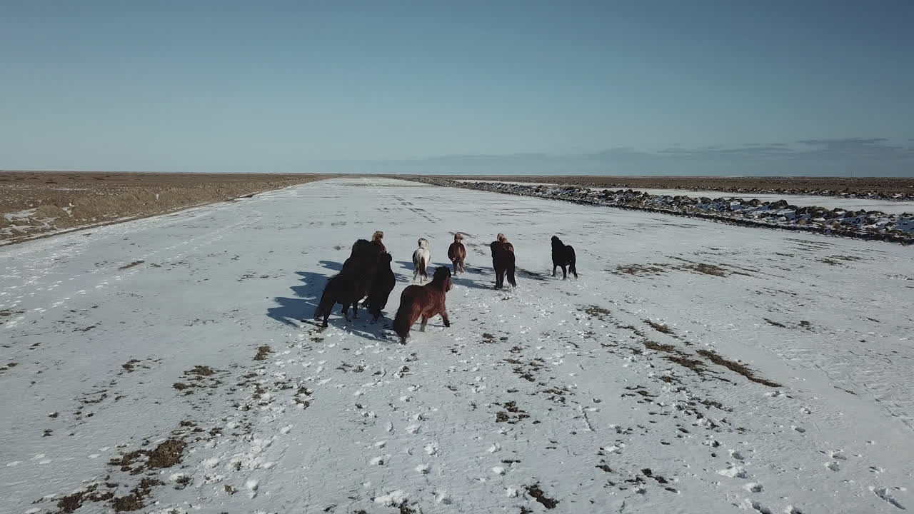 아이슬란드의 추위 속에서 재미있는 방식으로 달리는 야생마