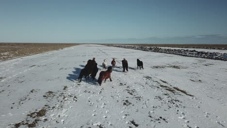 wild horses running in a fun way in the cold in iceland