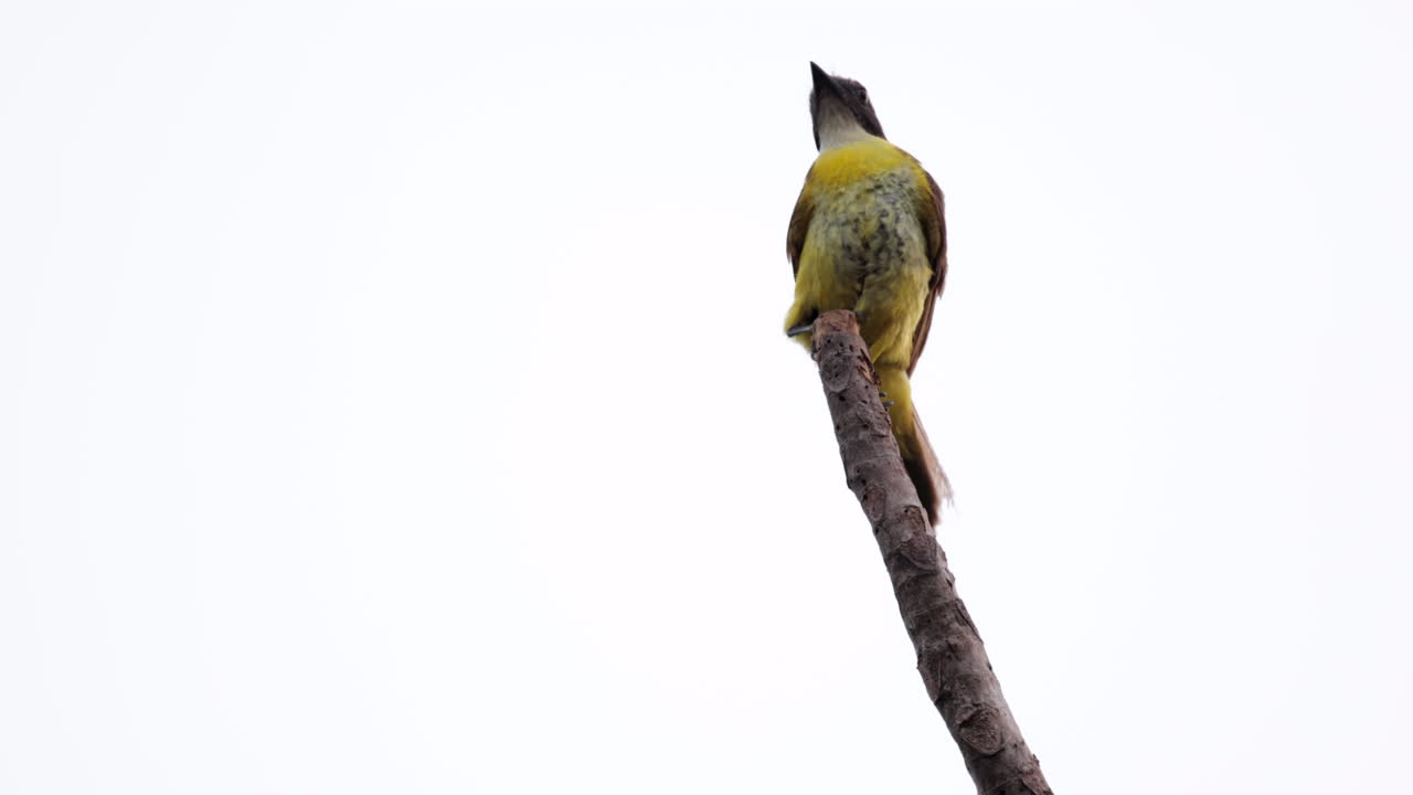 aterrizaje caza de mosquiteros en la rama en cámara lenta