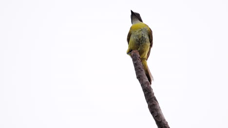 Landing-hunting-flycatcher-on-branch-Slow-Motion