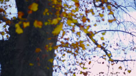 Balanceándose-Hojas-Amarillas-De-Otoño-En-El-Jardín-Botánico