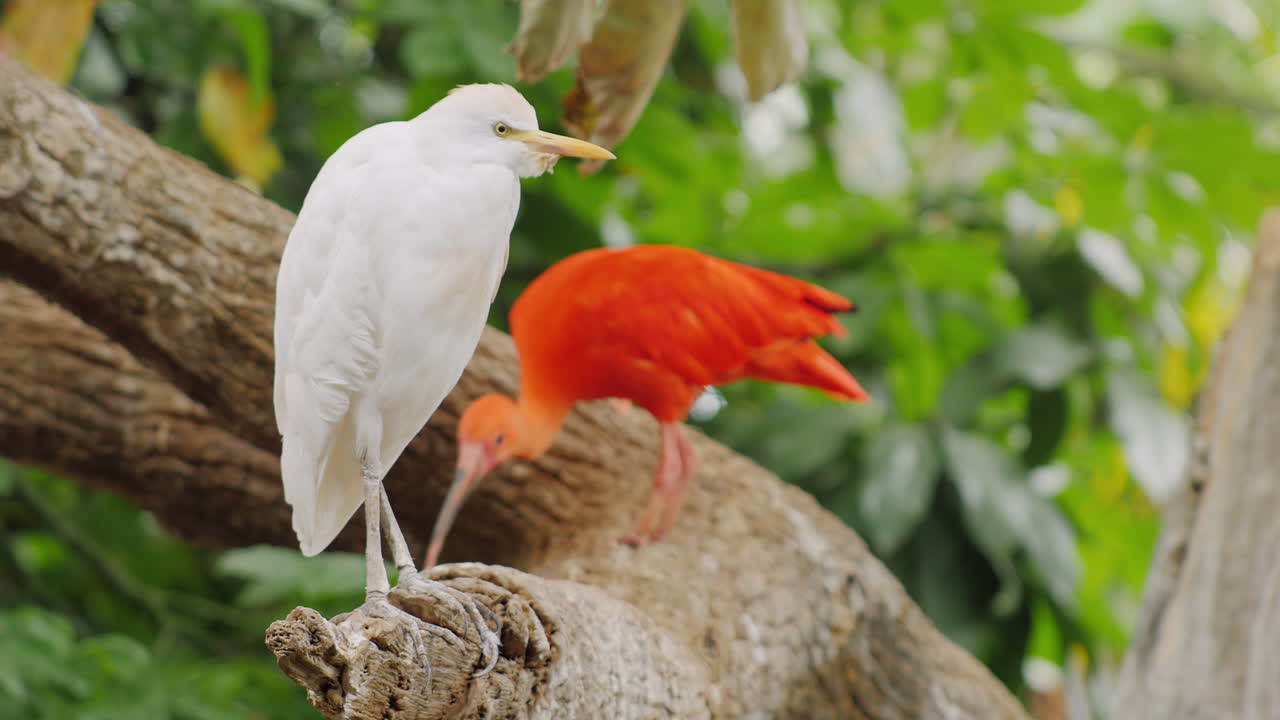 алый ибис - красивая экзотическая красная птица 3