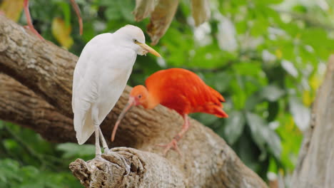 ibis escarlata - un hermoso pájaro rojo exótico 3