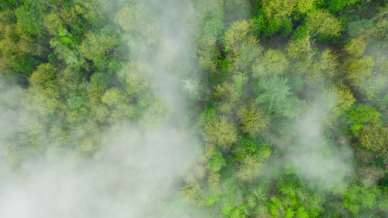 Thick dense fog lays low over the evergreen forest