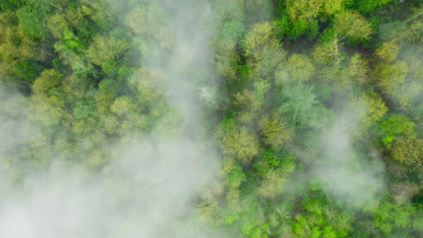 thick dense fog lays low over the evergreen forest